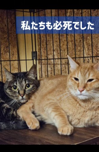 寄り添う2匹の猫