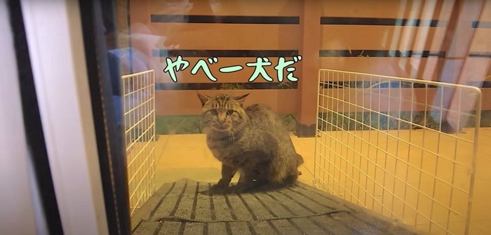 たじろぐ猫