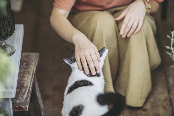 しゃがんで猫を撫でる人