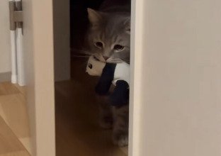 うつむき加減なメルくん