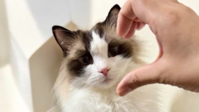 室内にいる猫