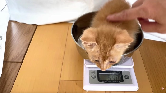 測りの上に乗せられる茶トラの子猫