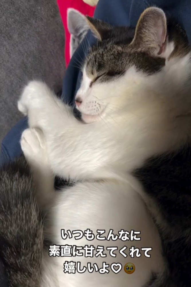 丸くなって寝る猫