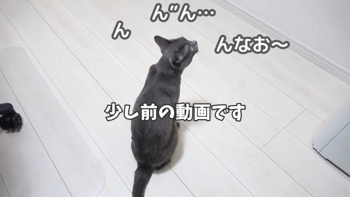 背中を向けて鳴く猫