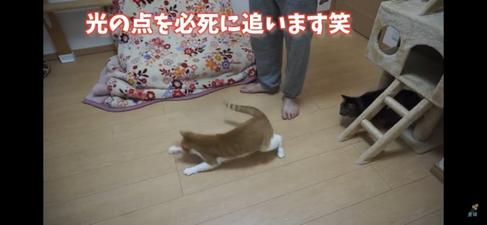 光を追いかける