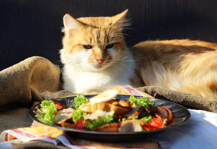 机の上の人の食事を見つめる猫