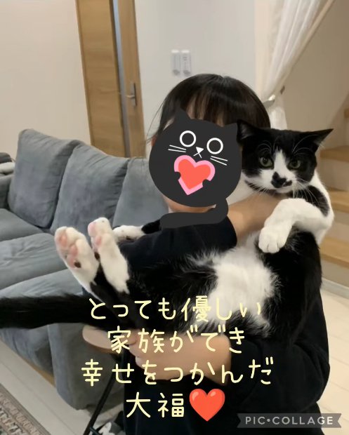 抱っこされている白黒猫