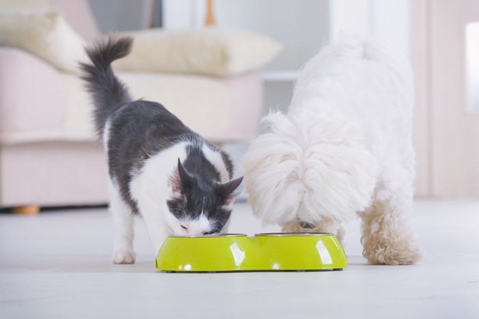 ごはんを食べる猫と犬