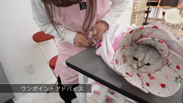 キャットグルーマーと白猫3