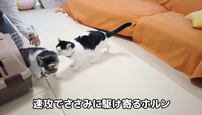 速攻で