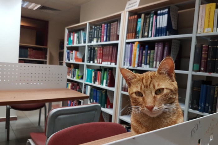 図書館にたたずむ猫