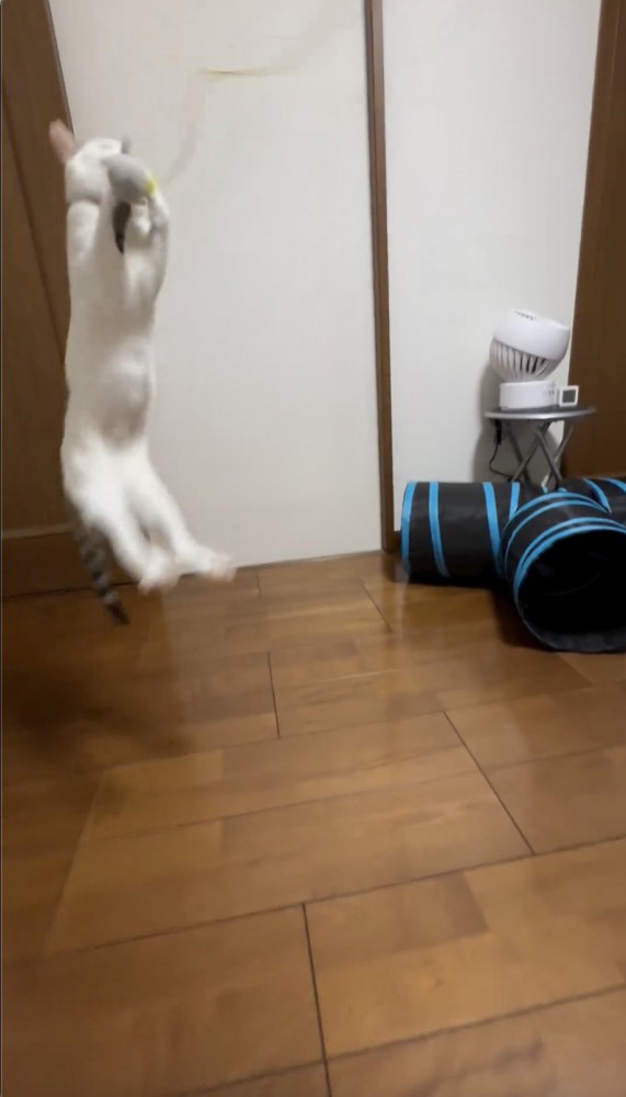 ジャンプしておもちゃをとらえる猫