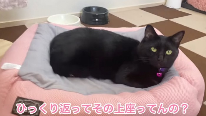 猫ベッドの上にいる猫