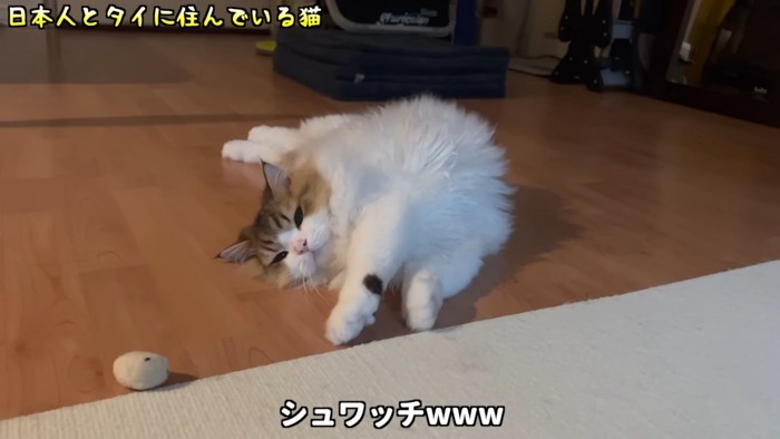 寝そべる猫