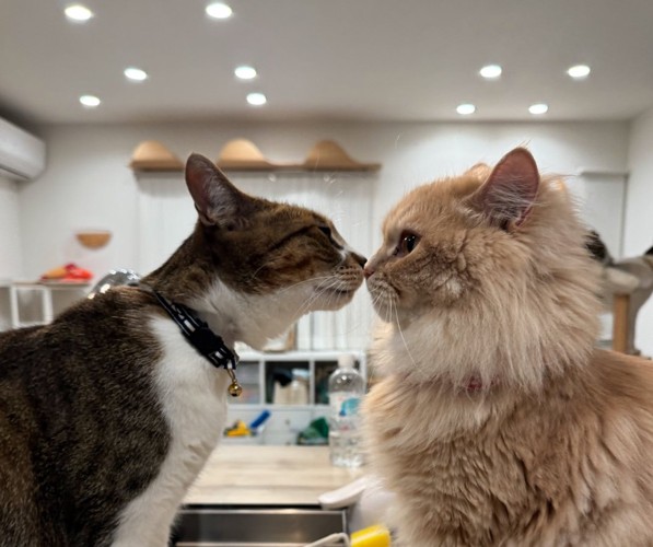 キスする猫