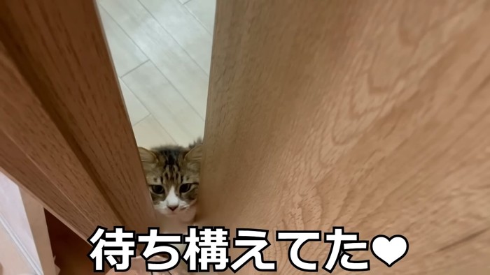 ドアの直ぐそばにいる猫