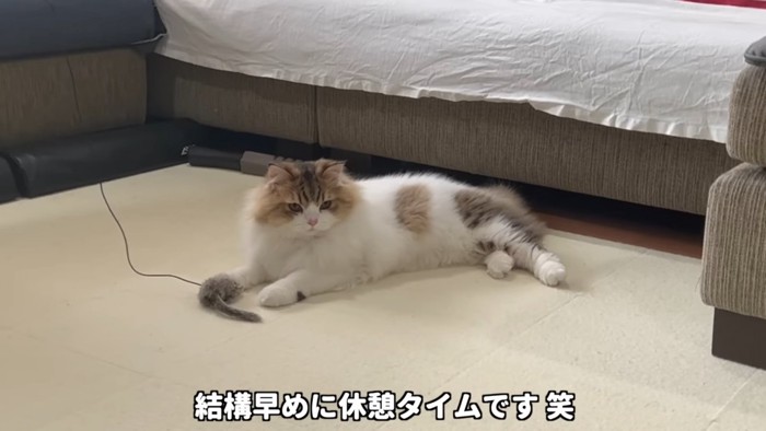 休憩する猫