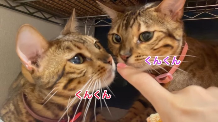 人の指のにおいを嗅ぐ猫