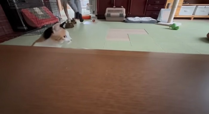 母を眺めている猫