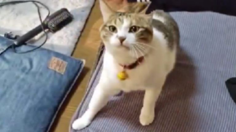 室内にいる猫