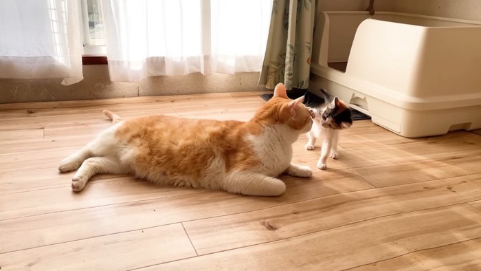 顔をタッチする三毛ちゃん