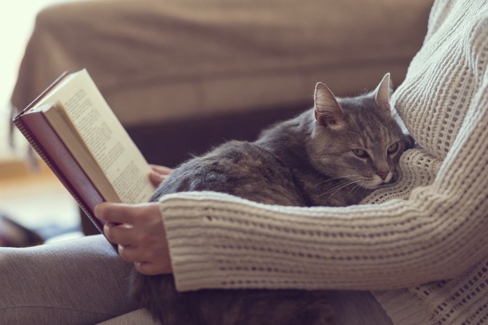 人の膝の上で休む猫