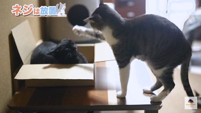 箱の外と中の猫