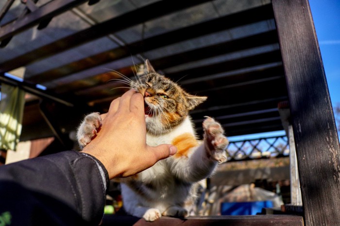 男性の手に食らいつく猫