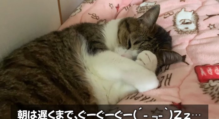 寝ている猫