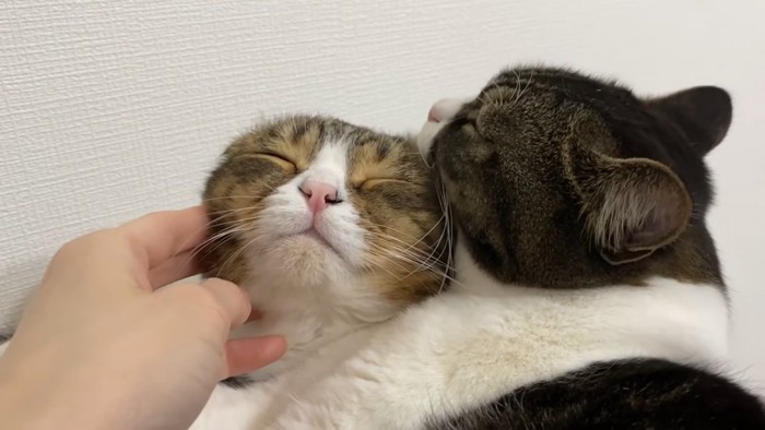 なでられて毛づくろいされる猫