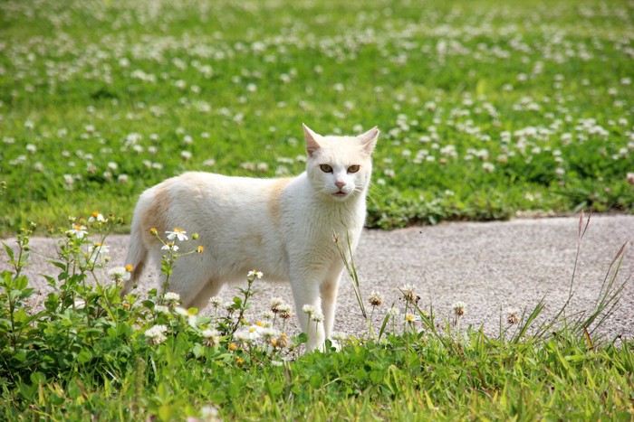 緑の自然の中で立ち止まる猫