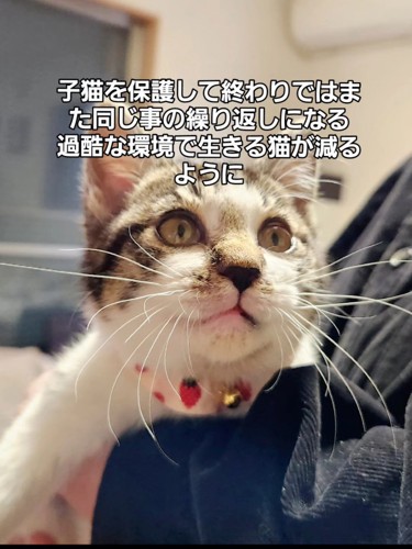 抱っこされる猫