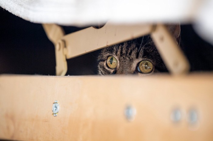 ソファに隠れる猫