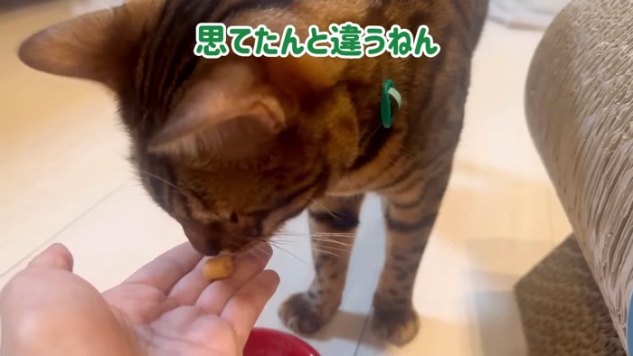 人の手からおやつをもらう猫