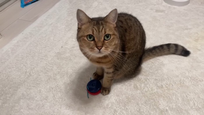 見上げるみにらくん