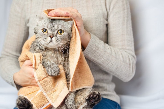 タオルで拭かれている猫