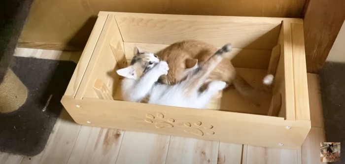 箱の中に2匹の子猫