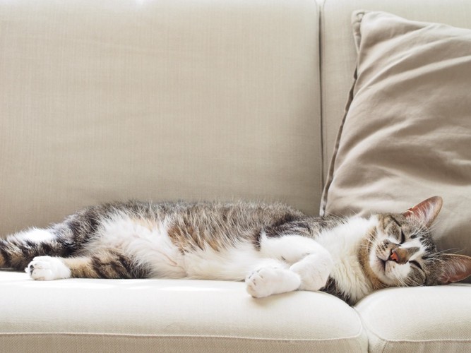 ソファを占領する猫