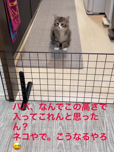 おすわりする猫
