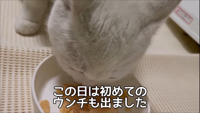 ご飯を食べる猫