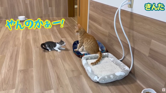 テロップ「やんのかぁー！」