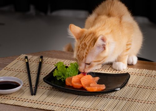 刺身をなめようとする猫