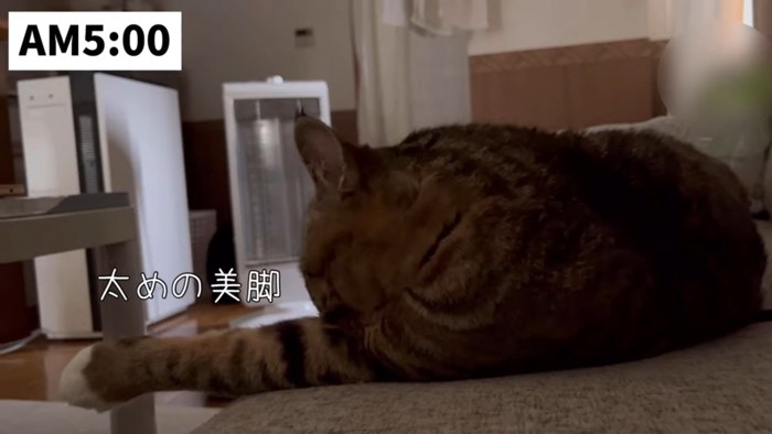 足を伸ばす猫