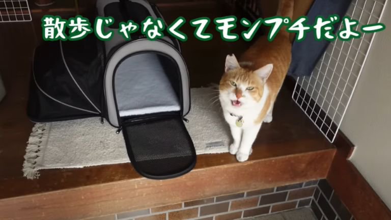 玄関にいる猫