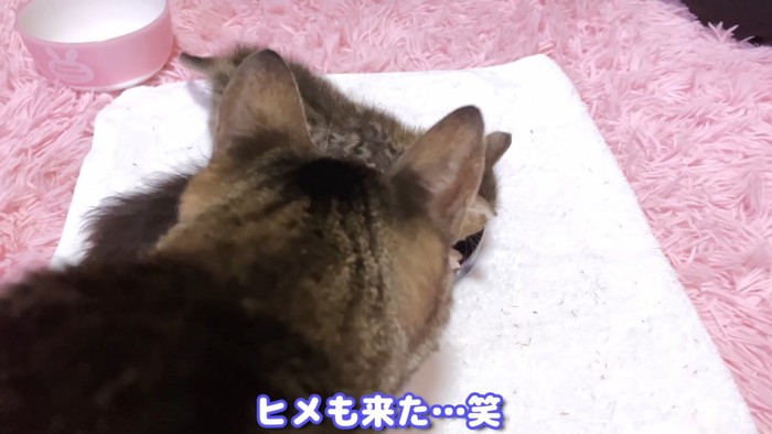 成猫の後頭部