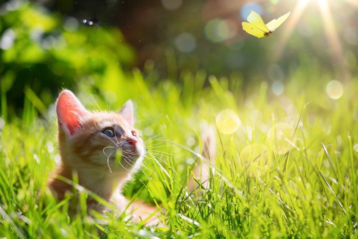 蝶を獲りたい子猫