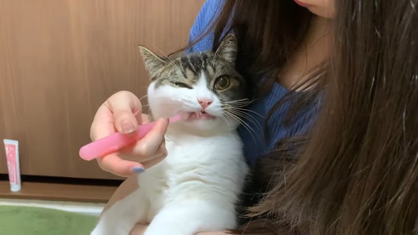 歯ブラシを噛む猫