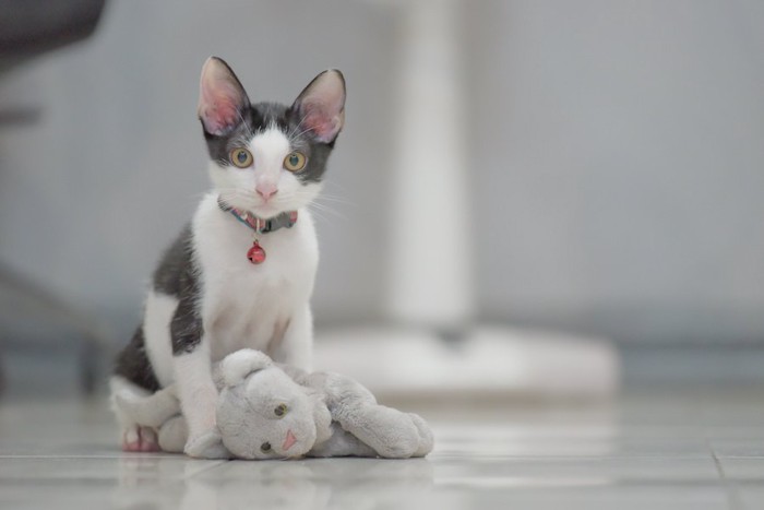 ぬいぐるみの前に座る子猫