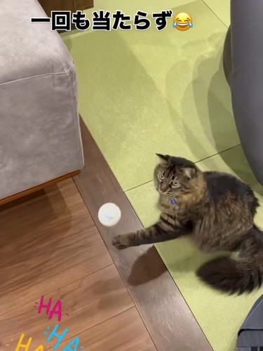 前足を伸ばす猫