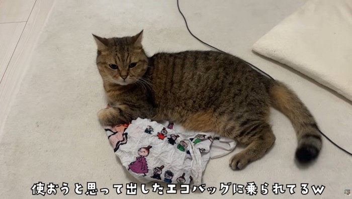 エコバッグの上で寝そべっている猫